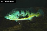 cichla monoculus