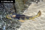 cichla monoculus