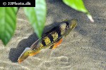 cichla monoculus