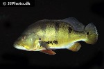 cichla monoculus