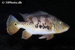 cichla monoculus