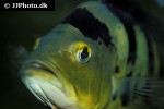 cichla monoculus