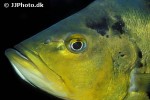 cichla monoculus