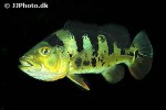 cichla monoculus