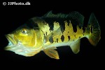 cichla monoculus