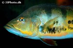 cichla monoculus