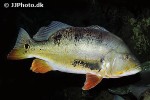 cichla monoculus