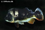 cichla monoculus