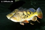 cichla monoculus
