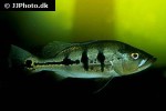 cichla ocellaris