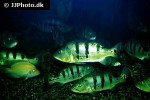cichla ocellaris