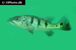 cichla ocellaris