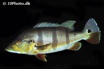 cichla ocellaris