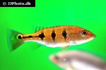 cichla orinocensis