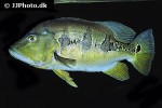 cichla orinocensis