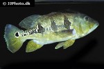 cichla orinocensis