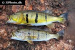 cichla pinima