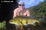 cichla pinima
