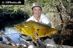 cichla pinima
