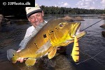cichla pinima