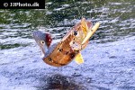 cichla pinima