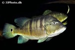 cichla piquiti