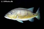 cichla piquiti