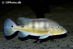 cichla piquiti
