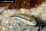 cichla piquiti