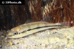 cichla piquiti