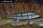 cichla piquiti