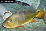 cichla pleiozona