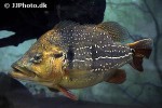 cichla temensis