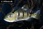 cichla temensis