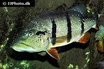 cichla temensis
