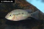 cichla temensis