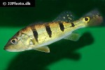 cichla temensis