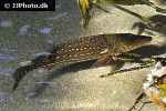 cichla temensis