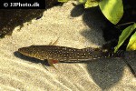 cichla temensis
