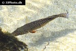 cichla temensis