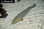 cichla temensis