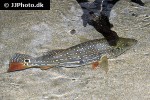 cichla temensis