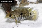 cichlasoma amazonarum cichlasoma amazonarum
