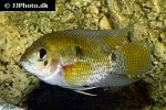 cichlasoma amazonarum cichlasoma amazonarum