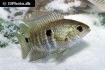 cichlasoma amazonarum cichlasoma amazonarum