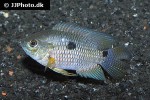 cichlasoma amazonarum cichlasoma amazonarum