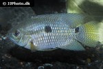 cichlasoma amazonarum cichlasoma amazonarum