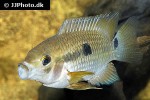 cichlasoma amazonarum cichlasoma amazonarum
