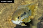 cichlasoma amazonarum cichlasoma amazonarum