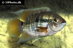 cichlasoma amazonarum cichlasoma amazonarum